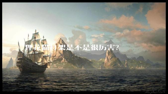 狸花猫打架是不是很厉害？